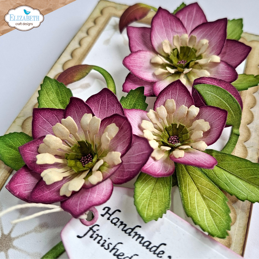 Lenten Rose