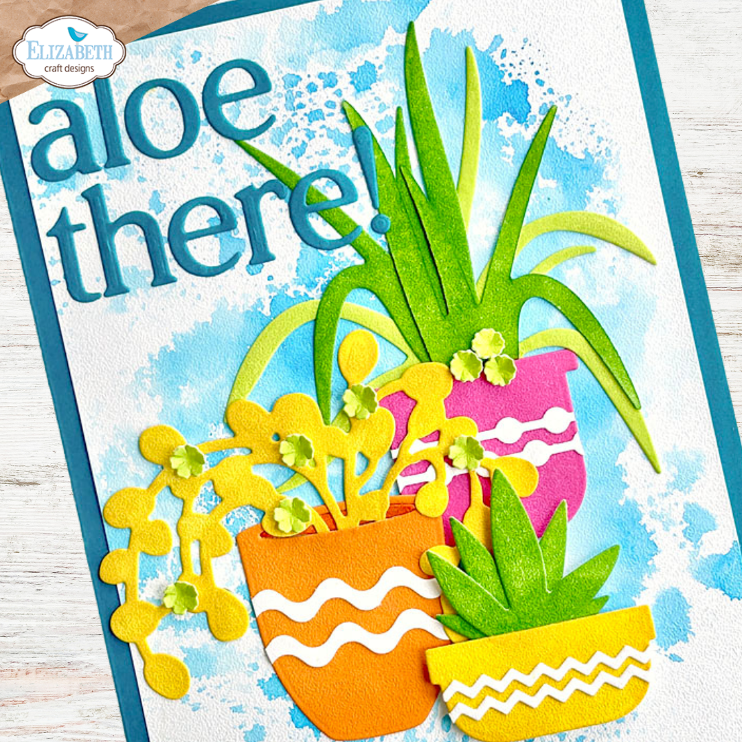 Succulents & Pots