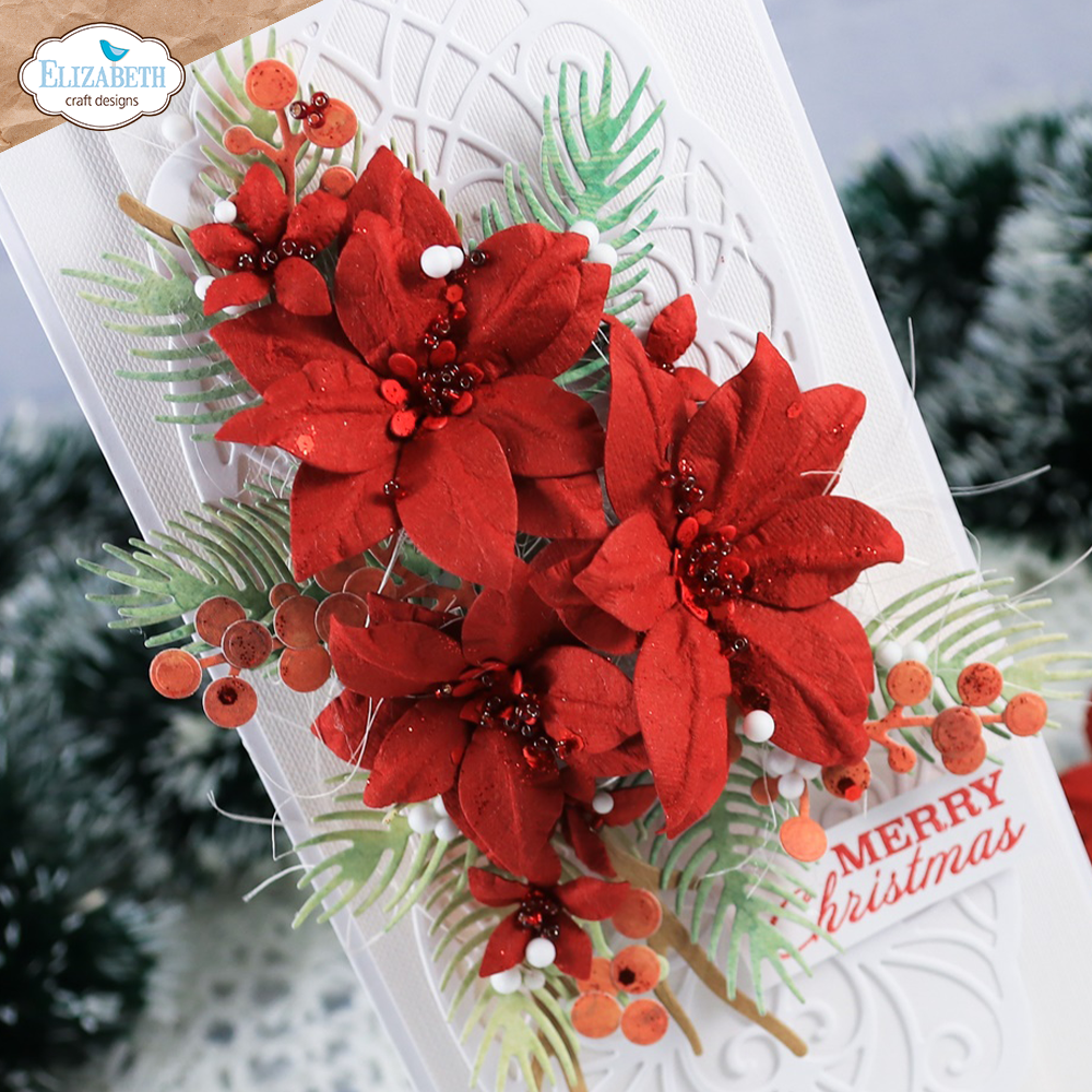 Poinsettia