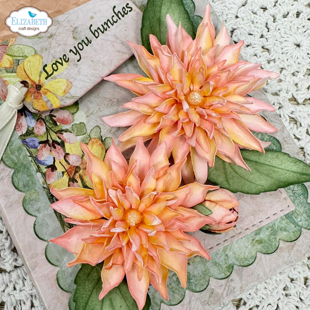 Dahlia