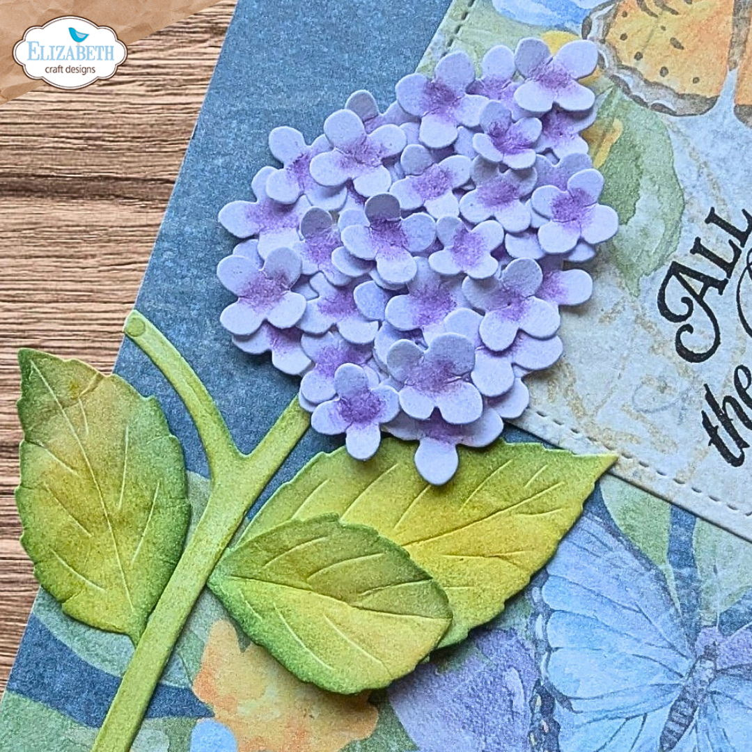 Panicle Hydrangea